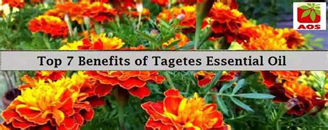 Tagetes Oil - Know 7 Surprising Benefits | AOS Products