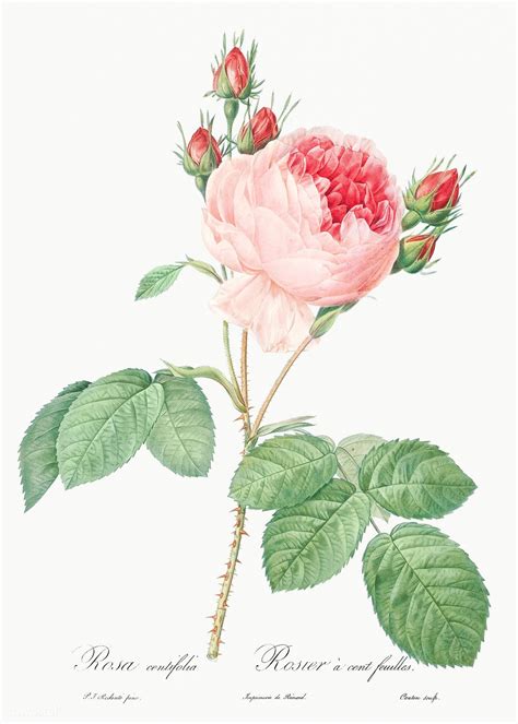 Cabbage Rose Drawing