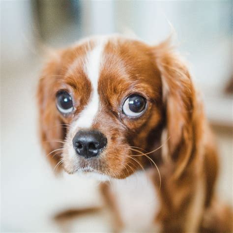 Can Dogs Burst Blood Vessels In Their Eyes