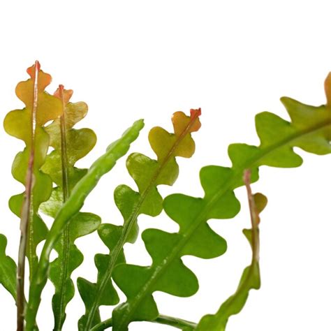 National Plant Network Cactus House Plant in 5-in Planter in the House ...