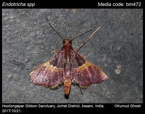 Endotricha spp. Zeller, 1847 - | Moths