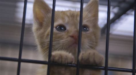 Image result for Animal Problem Solving