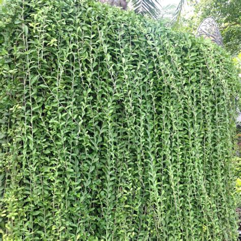 Curtain Creeper 2-4 ft. - Curtain Creeper - Curtain Creeper - Vines ...