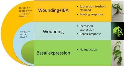 Wounding-Related Signaling Is Integrated within the Auxin-Response ...