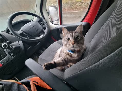Top 3 Soft Cat Car Seat Carriers Perfect for Long-Distance Travel