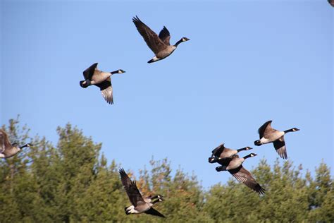 Free Images : nature, wing, sky, flock, flying, fly, formation ...