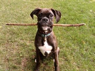 Image result for Boxer Dog Poop