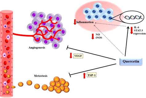 Frontiers | The potential anti-cancer effects of quercetin on blood, prostate and lung cancers ...