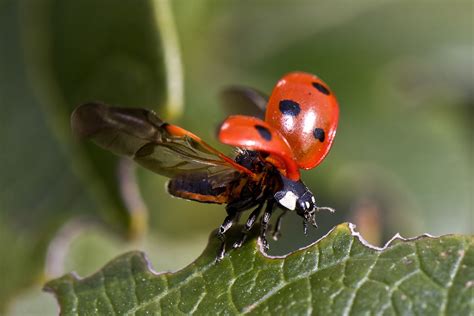 Why Introducing Baby Ladybugs will Improve Your Garden Immediately ...
