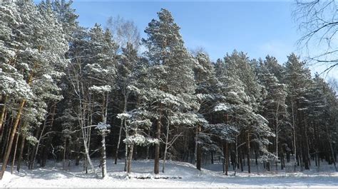 Красивые сосны зимой, сосновый лес, Beautiful pine trees in winter ...
