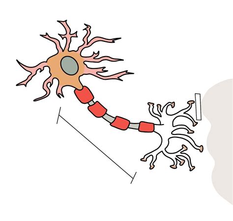 Labelling a Neuron 的图像结果