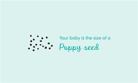 4 Weeks Pregnant - Pregnancy Symptoms & Baby Growth - Pampers India