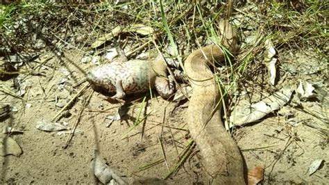 Toad Killing Toad 的图像结果
