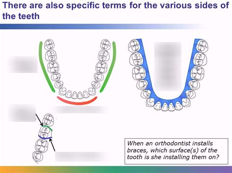 Image result for Contralateral Teeth