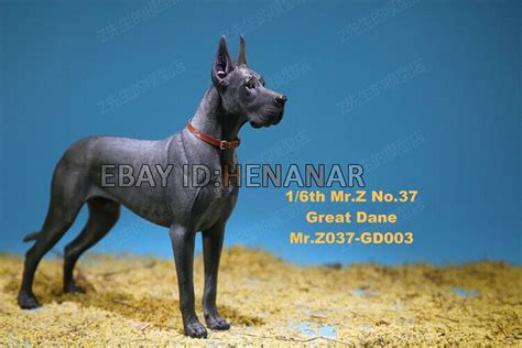 Mr.Z 1/6 Great Dane Dogs Model Miniature Animals India | Ubuy