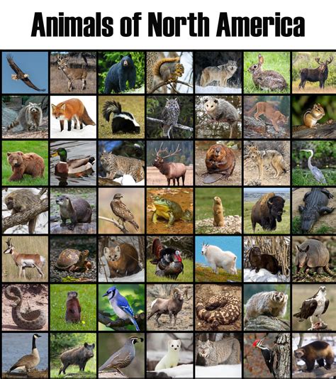 Animals of North America by Uranimated18 on DeviantArt