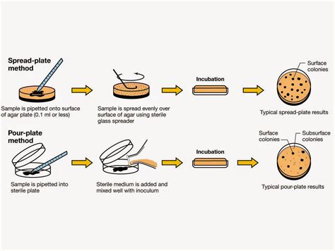 Similarities Between Spread Plate Technique And Pour Plate Technique at ...