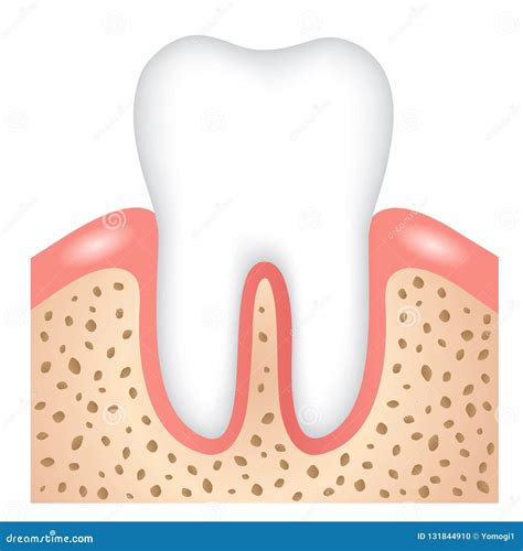 Tooth Gums Illustration Cartoon Vector | CartoonDealer.com #221380965