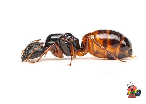 Queen Ants Size Buy Queen Ants For Sale | Live Queen Ants | AntopiaUSA