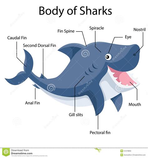 Beyond The Fin: Which Parts Of A Shark Are Actually Edible?