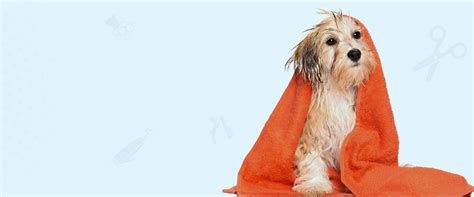 Best Pet Salon service in Jaipur | Pet Hair Cut in Jaipur