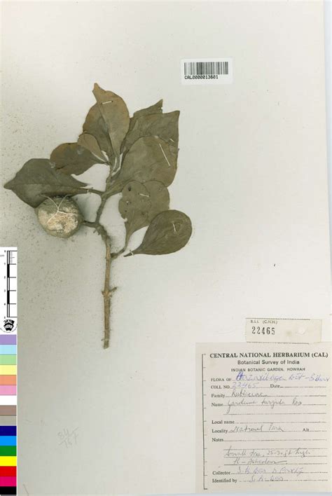 Move your mouse over image to enlarge.