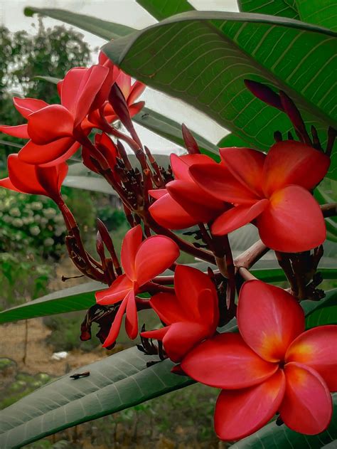 Flor de mayo: significado y cuidados | Architectural Digest