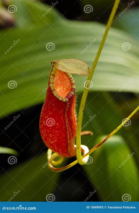 Carnivorous Pitcher Plant stock image. Image of beautiful - 1849093