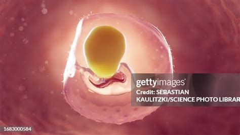 Image result for 2 Week Embryo