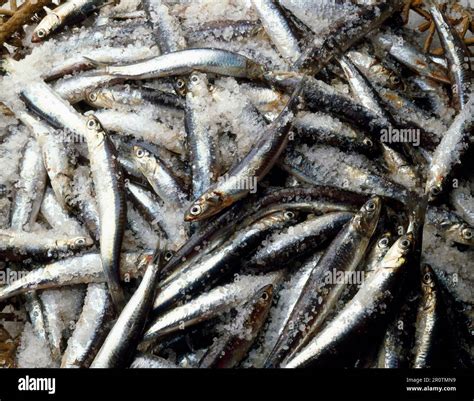 Storing salt hi-res stock photography and images - Alamy