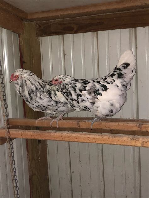 Ameraucana Chicken Characteristics