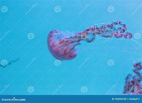 Black Sea Nettle Jellyfish Chrysaora Achlyos Stock Photo - Image of ...