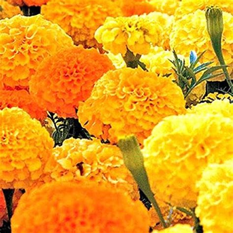 Kraft Seeds by 10CLUB African Marigold Flower Seeds (1 Packet Orange ...