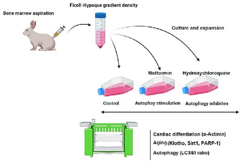 Image result for Graphical Abstract Bioscience