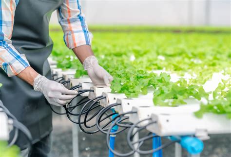 GrowHub: Pioneering Sustainable Agriculture in UAE – HumansofGlobe.com