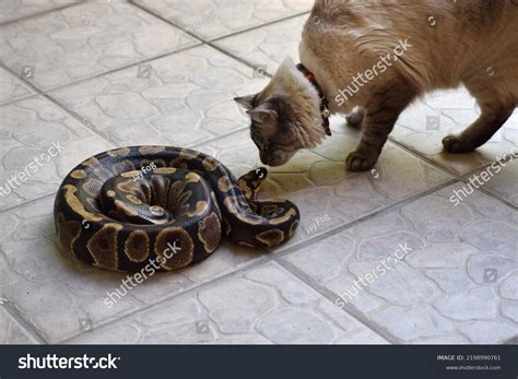 Siamese cat snake 41 รายการ ภาพ ภาพสต็อกและเวกเตอร์ | Shutterstock