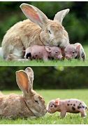 Image result for Wild Baby Bunnies Nest