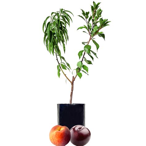 Stone Fruit Salad Trees | Australia wide delivery | Peach, Plum ...