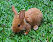 Image result for Cute Animals Theme