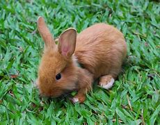 Image result for Stuffed Animal Green Rabbit