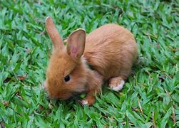 Image result for Cute Fluffy Pet Bunny