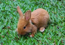 Image result for Baby Rabbit Sleeping