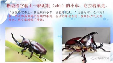 三年级下册语文课文4《昆虫备忘录》图文解读_瓢虫