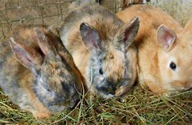 Image result for Baby Bunnies Sleeping