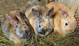 Image result for Cute Brown Baby Bunnies