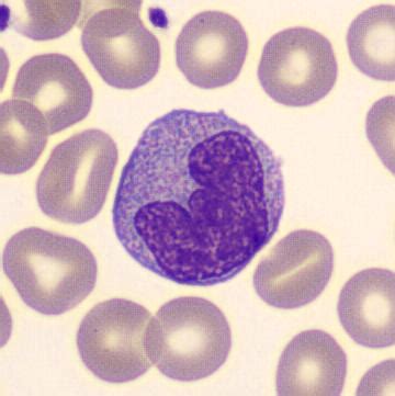 Image result for Monocyte