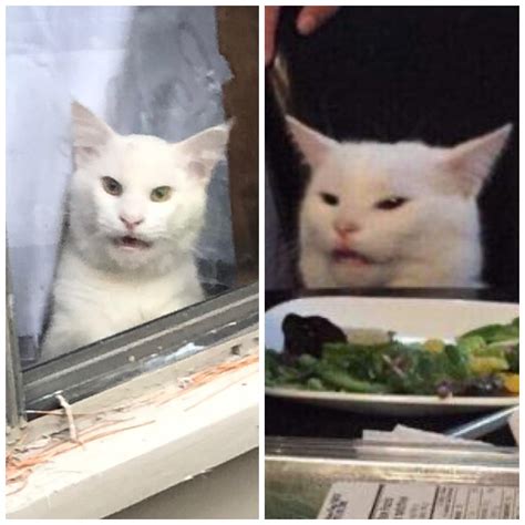 Confused Cat Meme - 57+ Koleksi Gambar