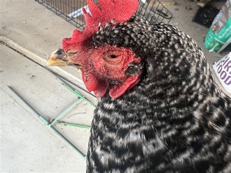 Sick chicken eyes swollen shut : r/chickens