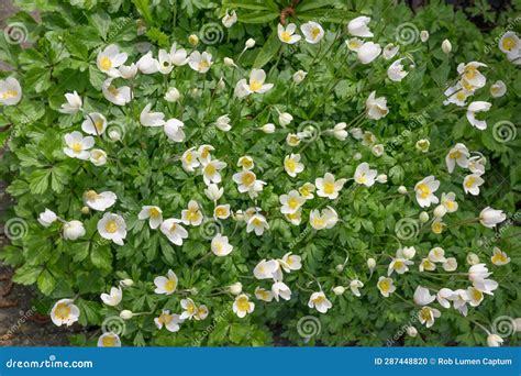 Snowdrop Anemone Sylvestris, White Flowering Plants Stock Photo - Image ...