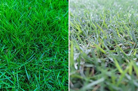 Which Grass Type Is Better: Zoysia vs Bermuda